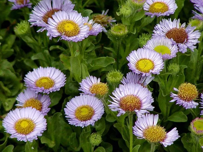 beach-aster-cape-sebastian Beach Aster Cape Sebastian