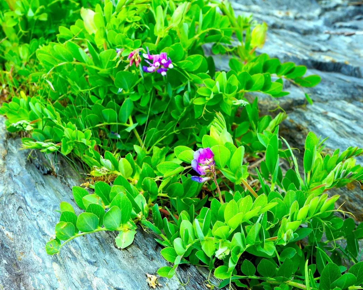 beach-pea-seeds-lathyrus-japonicus Beach Pea Seeds (Lathyrus japonicus)
