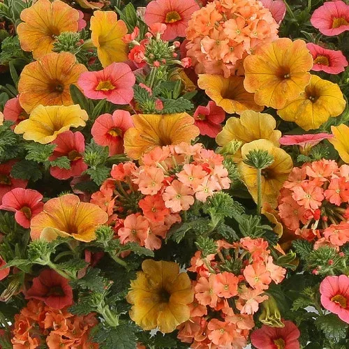 beach-sunset-container-garden Beach Sunset Container Garden