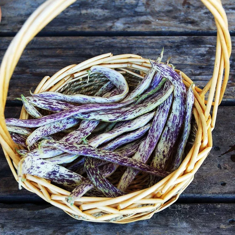 bean-dragon-s-tongue Bean: Dragon's Tongue
