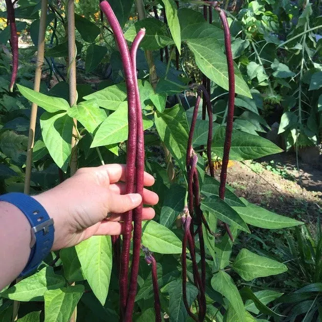 bean-red-noodle-yard-long Bean: Red Noodle Yard Long