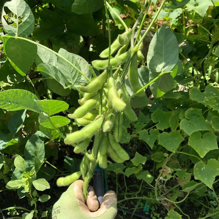 bean-soybean Bean: Soybean