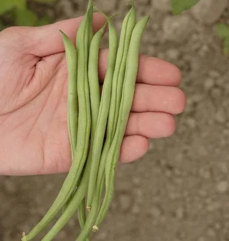beans-bush-bean-maxibel-filet Beans - Bush Bean Maxibel Filet