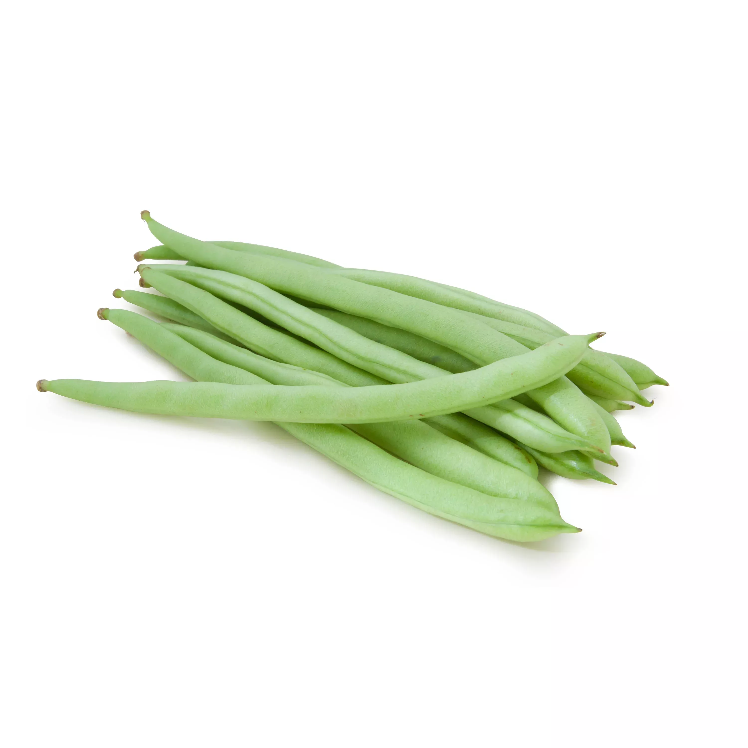 beans-bush-blue-lake-organic-bulk-seed Beans, Bush Blue Lake, Organic - Bulk Seed