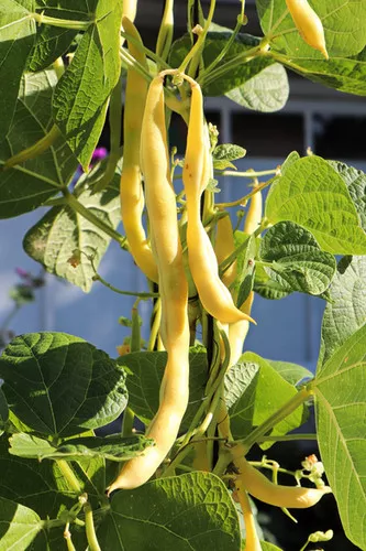 Beans (Yellow)