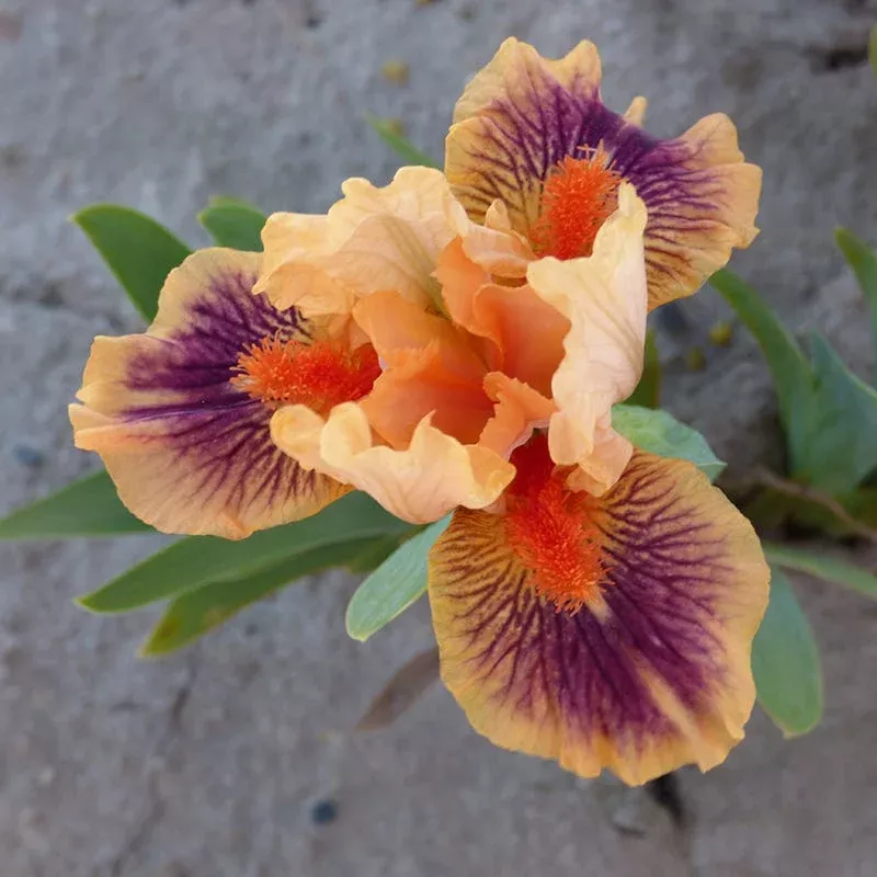bear-s-ears-dwarf-bearded-iris Bear's Ears Dwarf Bearded Iris