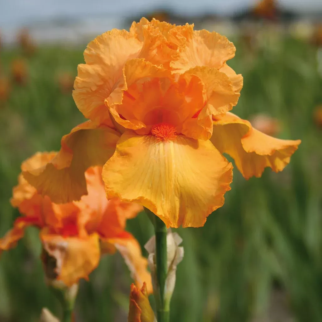 bearded-iris-firebreather Bearded Iris - Firebreather