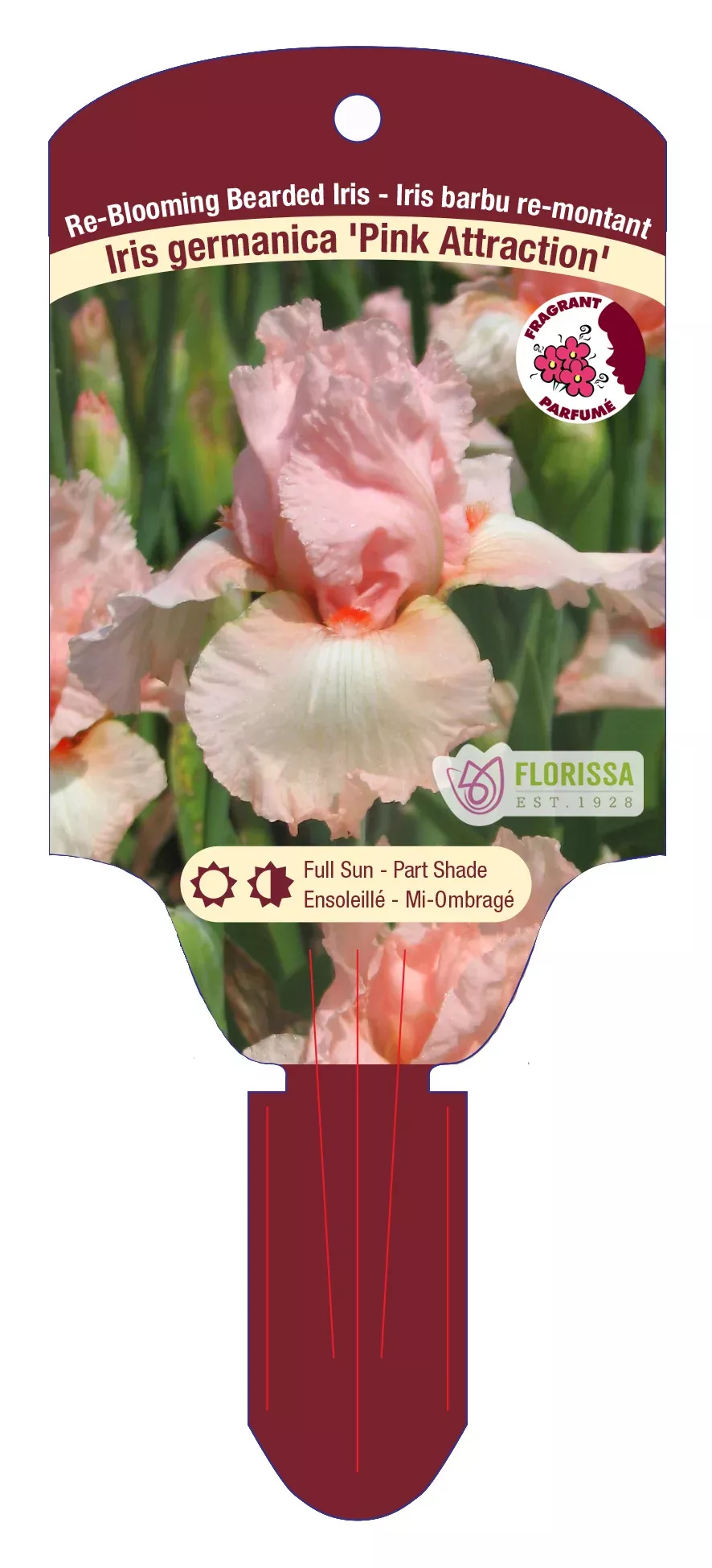 Bearded Iris Germanica 'Pink Attraction'
