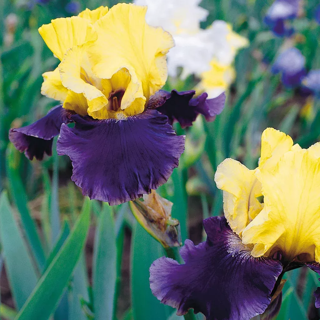 bearded-iris-jurassic-park Bearded Iris - Jurassic Park