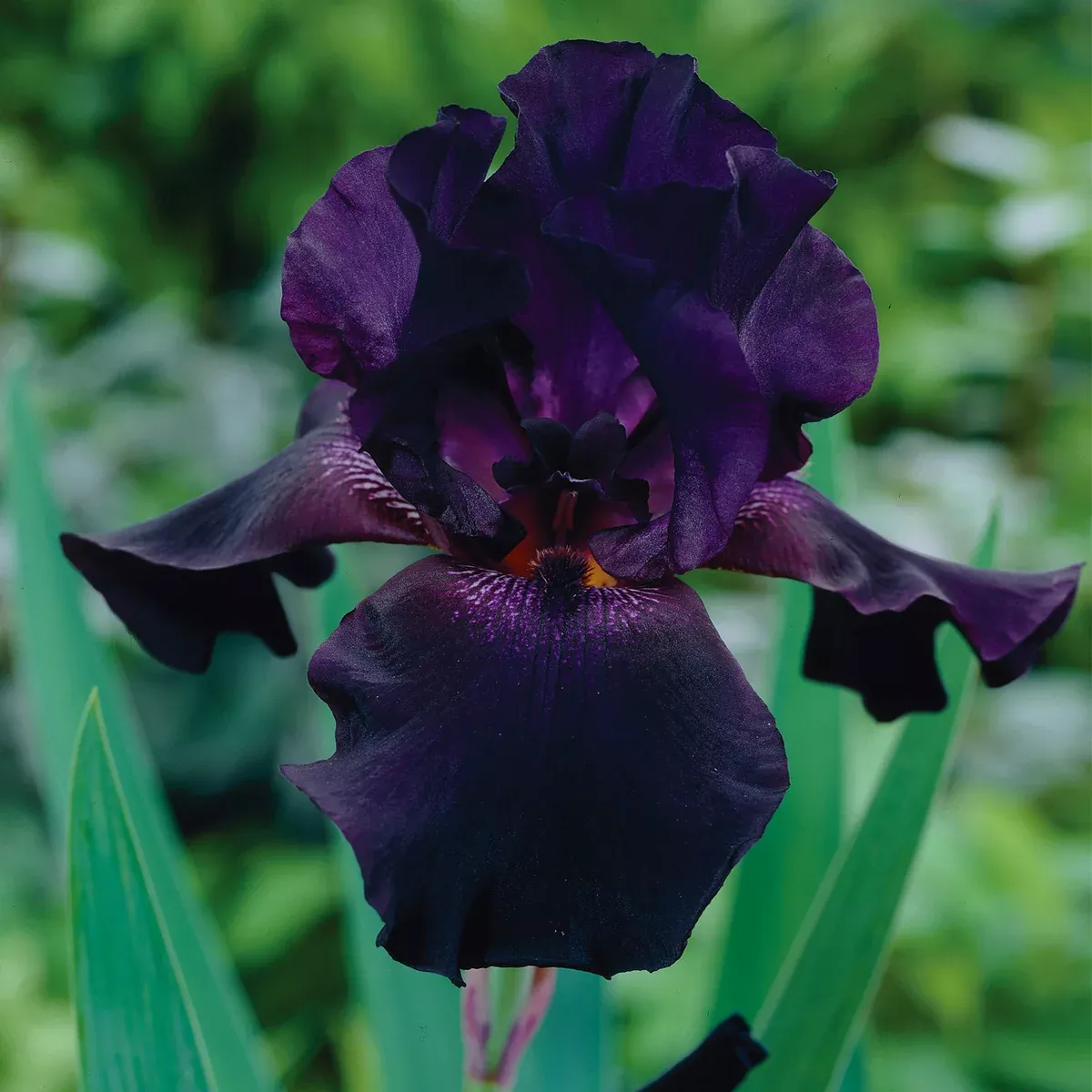 Bearded Iris - Superstition