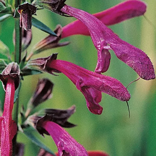 beardtongue-red-salvia Beardtongue Red Salvia