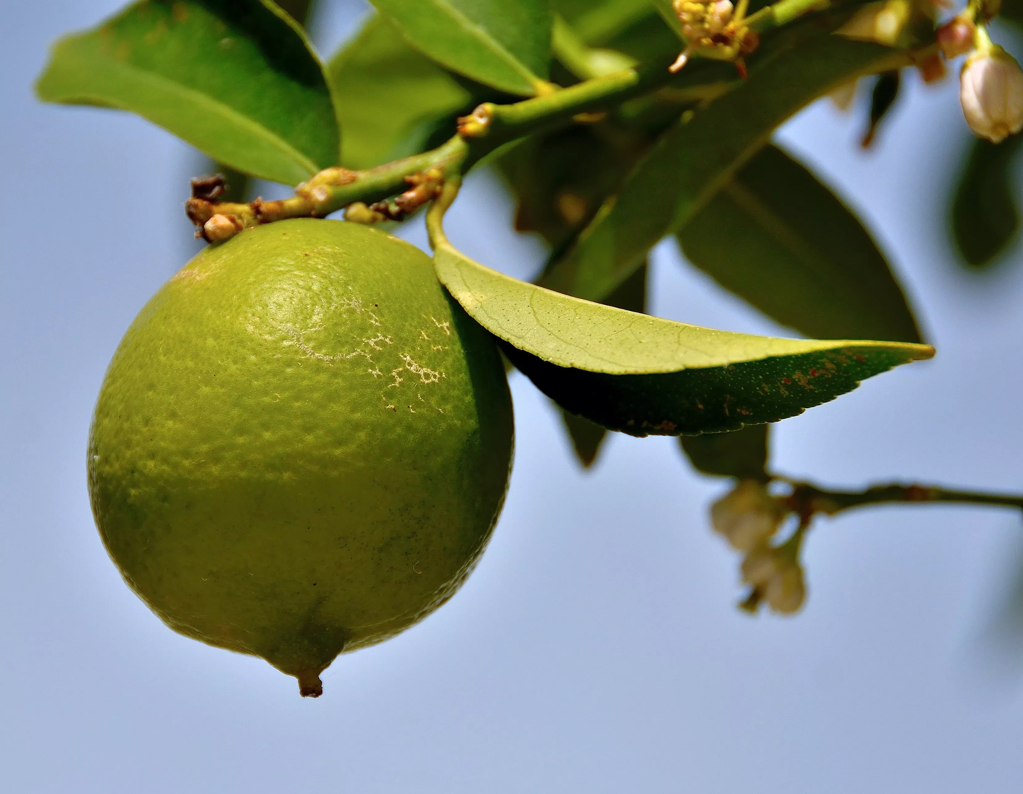 Bearss Seedless Lime