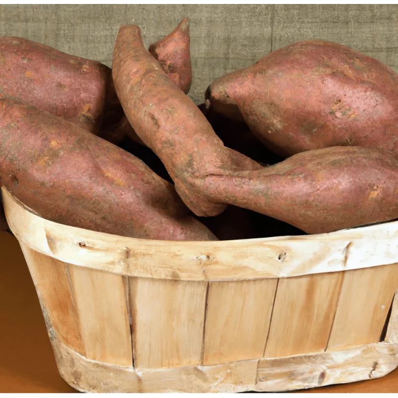 Beauregard, Sweet Potato Slips