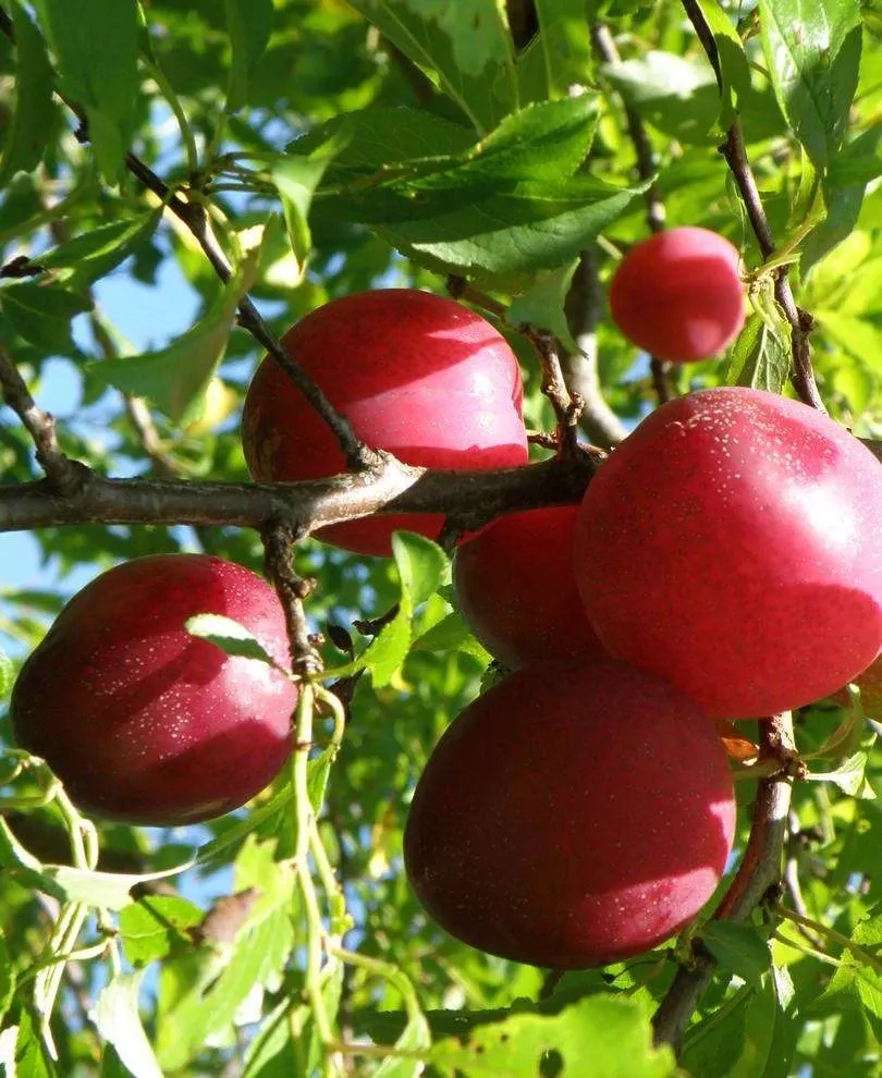 beauty-asian-plum Beauty Asian Plum