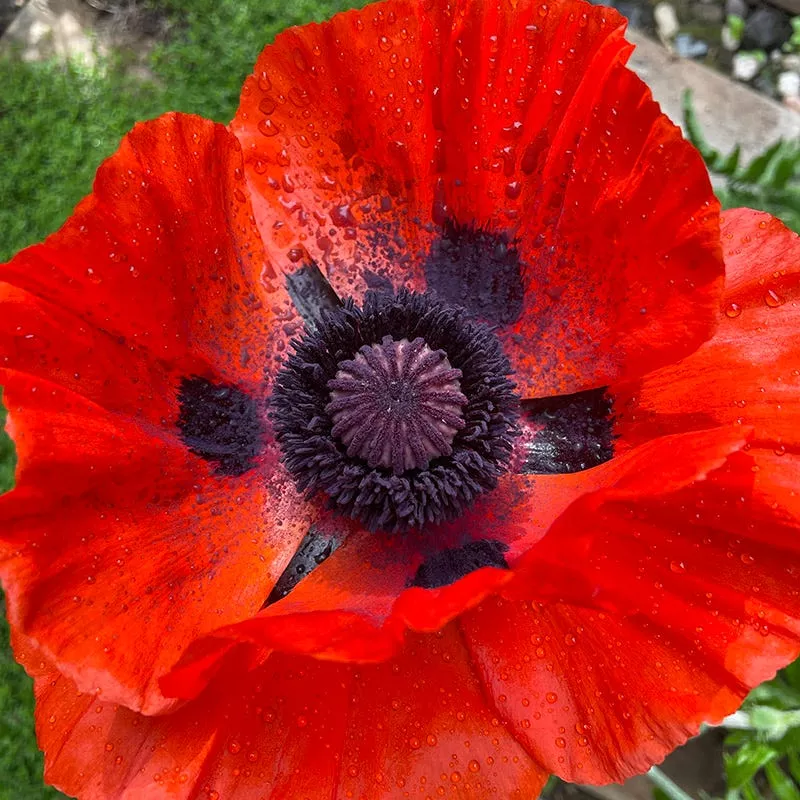 beauty-livermere-oriental-poppy Beauty of Livermere Oriental Poppy