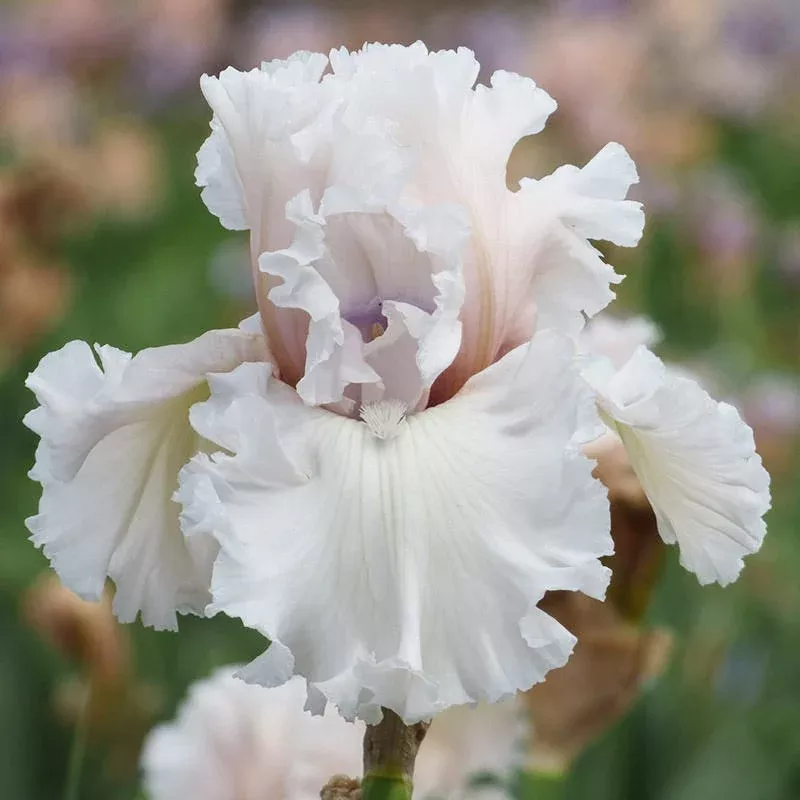 beauty-within-bearded-iris Beauty Within Bearded Iris