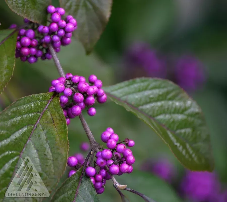 beautyberry-profusion Beautyberry 'Profusion'