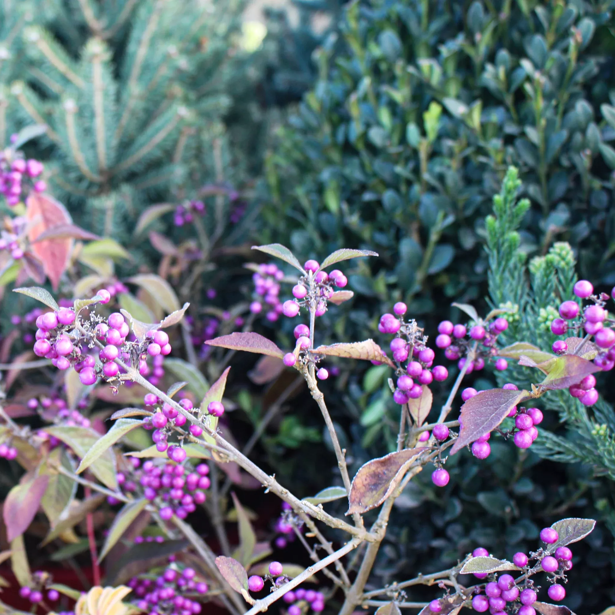 beautyberry Beautyberry