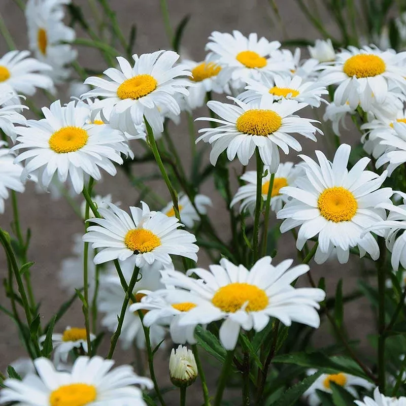 becky-shasta-daisy Becky Shasta Daisy