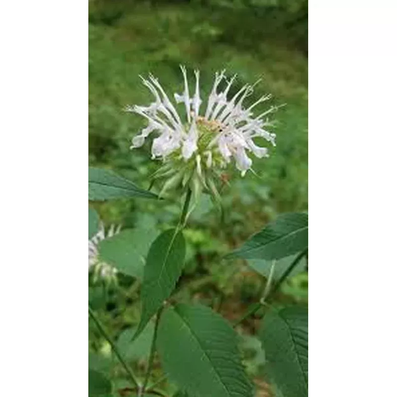 bee-balm-basil Bee Balm, Basil