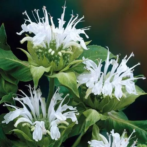 bee-balm-bee-bright Bee Balm (Bee Bright)