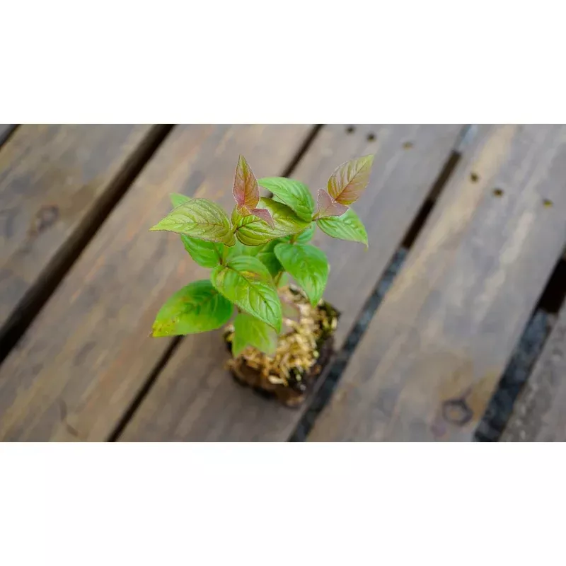 bee-balm-bradbury-s Bee Balm, Bradbury's