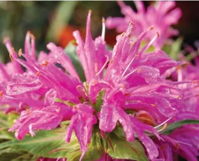 bee-balm-grand-parade-1-gal-jf Bee-Balm:'Grand Parade' - 1 Gal(Jf)
