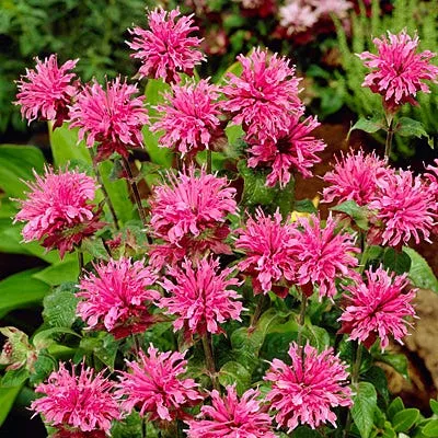 bee-balm-grand-parade Bee Balm Grand Parade