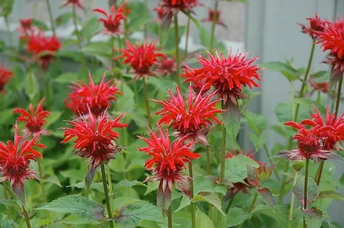Bee Balm (Jabob Cline)