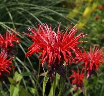 bee-balm-judiths-fancy-fuschia Bee Balm, Judiths Fancy Fuschia