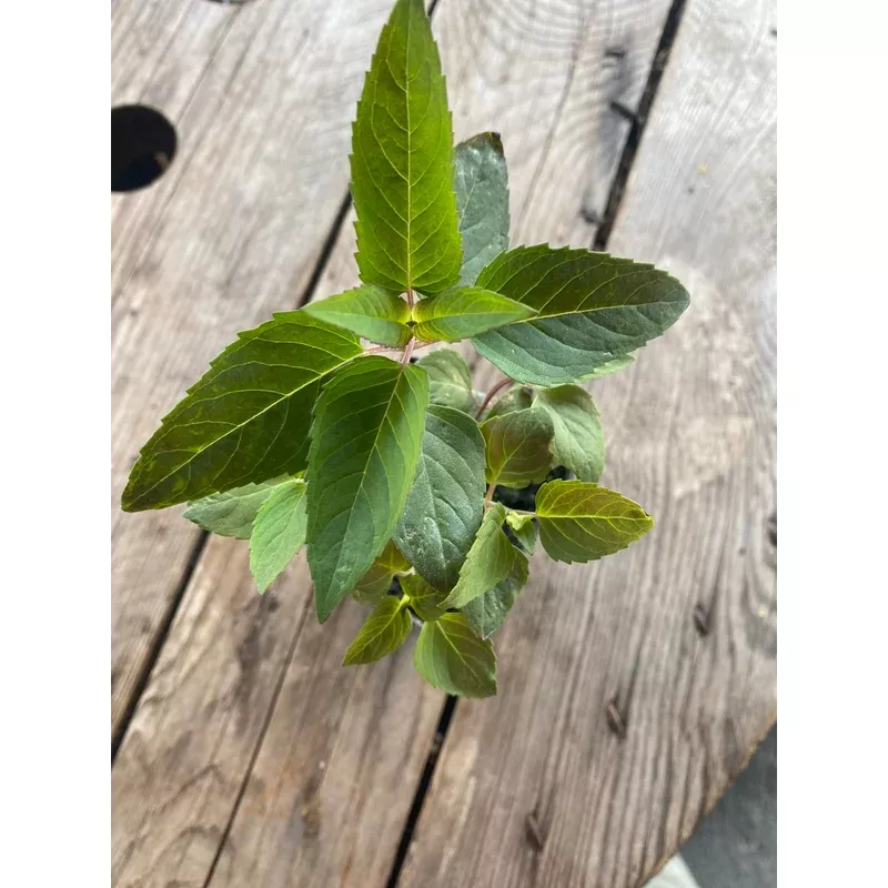 bee-balm-lemon Bee Balm, Lemon