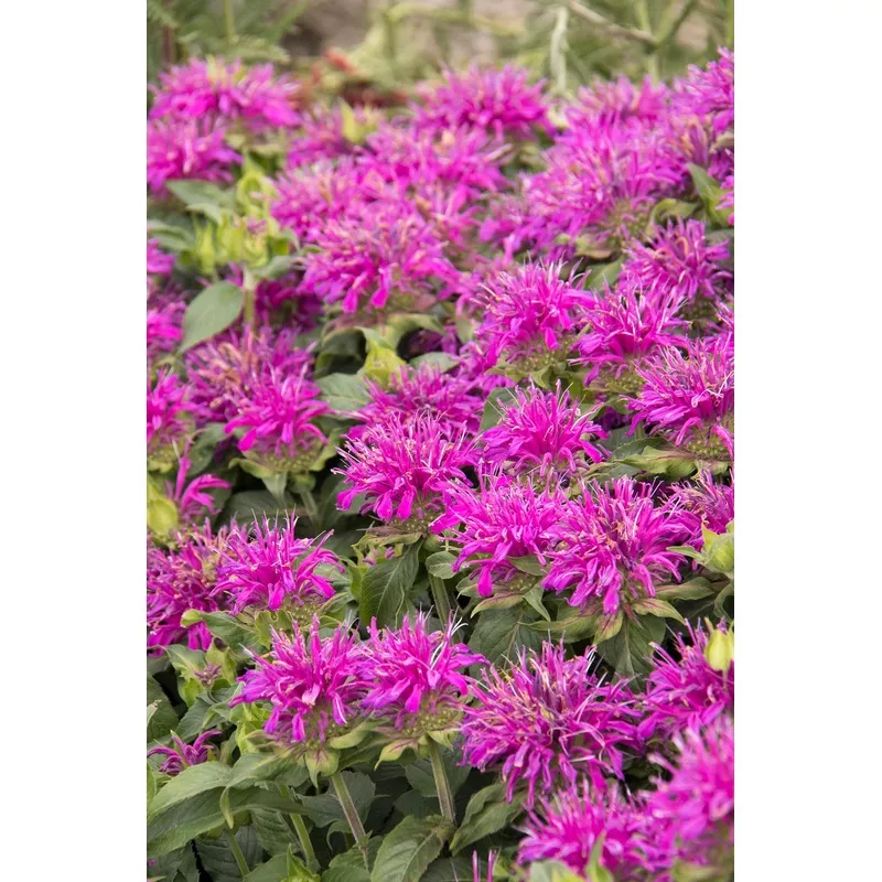 bee-balm-monarda-balmy-purple Bee Balm Monarda “Balmy Purple”