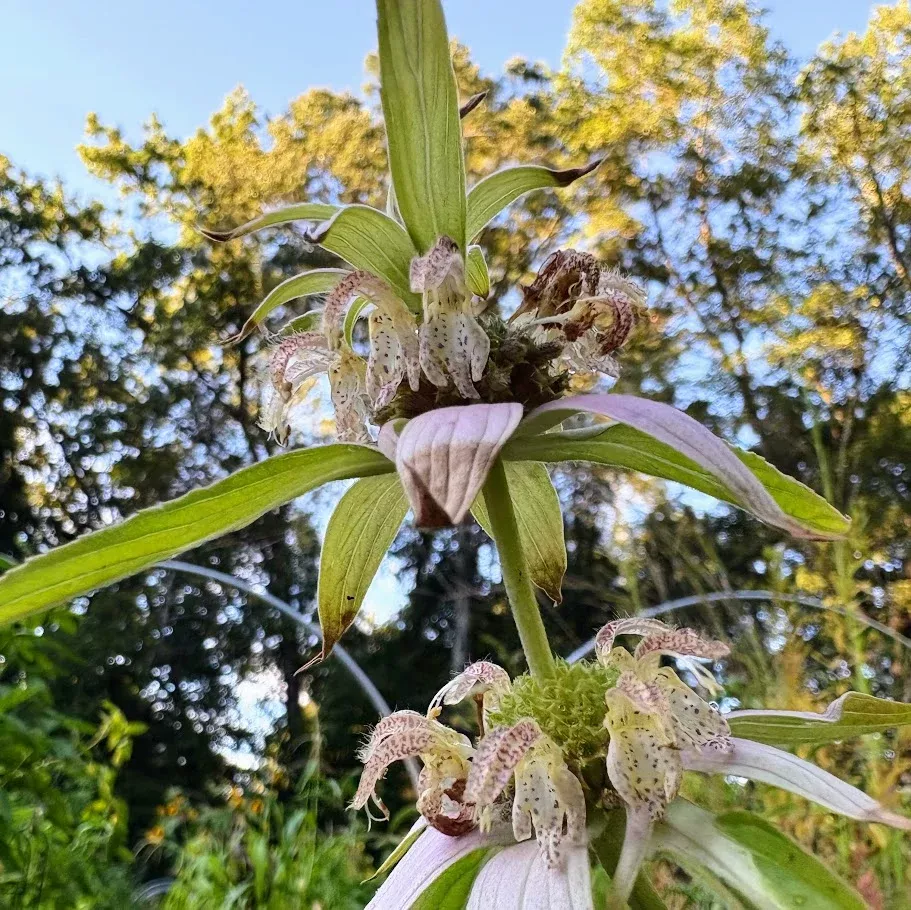 bee-balm-spotted-monarda-punctata Bee Balm: Spotted (Monarda Punctata)