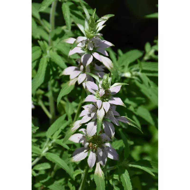 bee-balm-spotted Bee Balm, Spotted