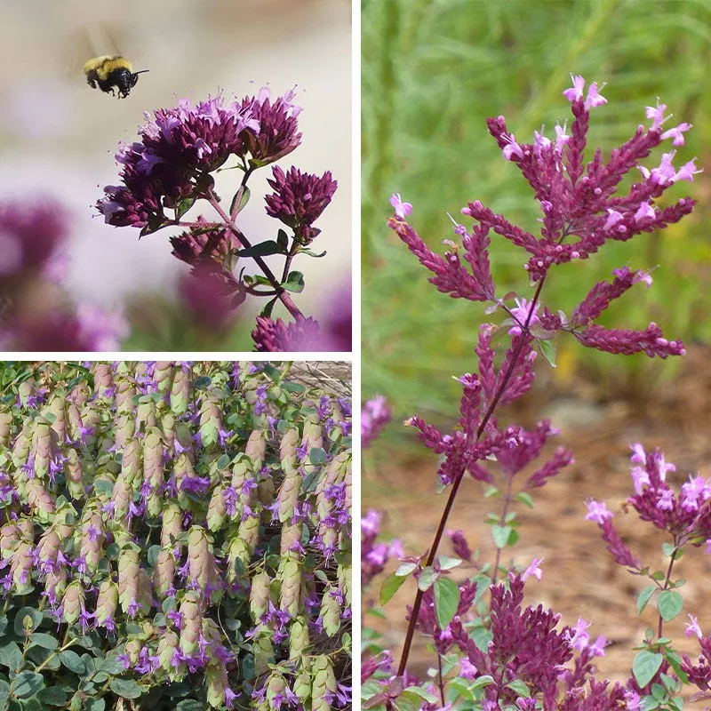 bee-bonanza-ornamental-oregano-collection Bee Bonanza Ornamental Oregano Collection
