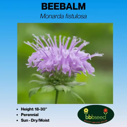 beebalm-mountain-monarda-fistulosa Beebalm, Mountain – Monarda fistulosa