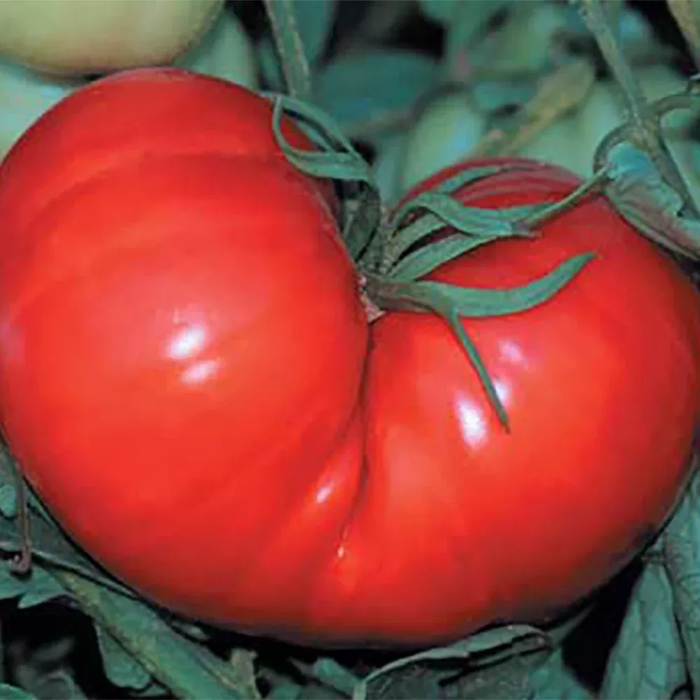 beefsteak-tomato Beefsteak Tomato