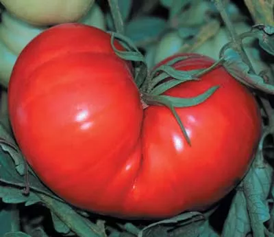 beefsteak Beefsteak