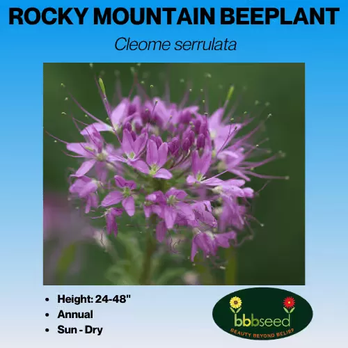 Beeplant, Rocky Mountain – Cleome serrulata