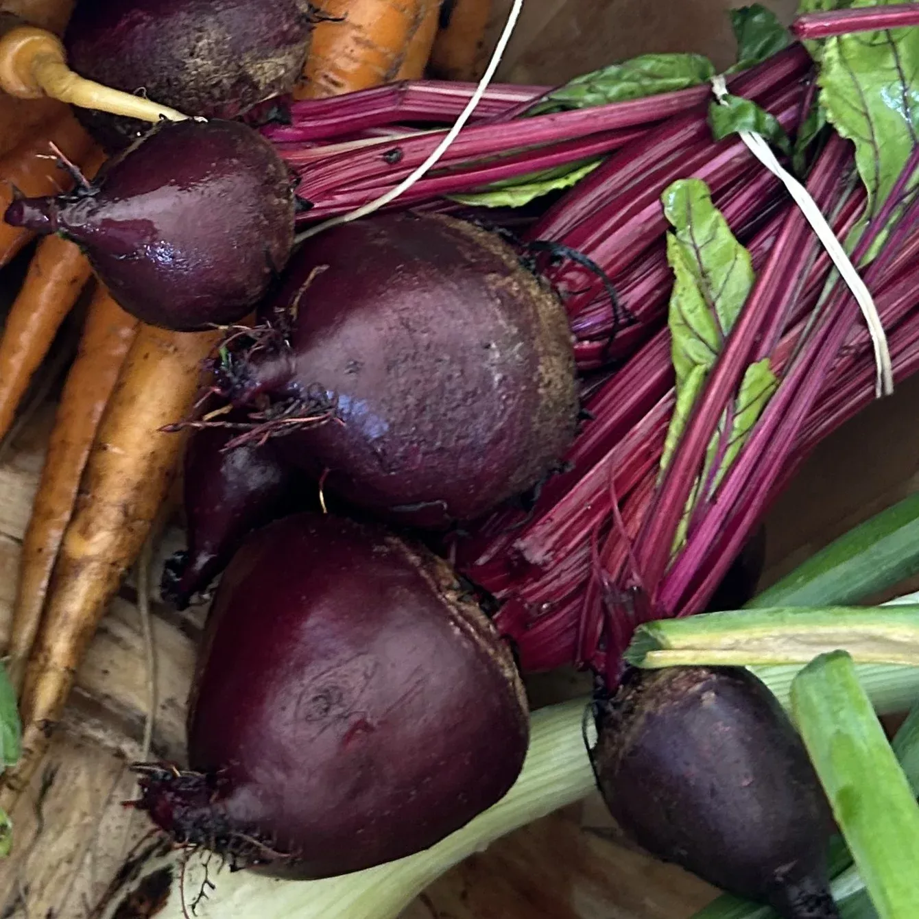 Beet Seedlings, Boro 6-Pack