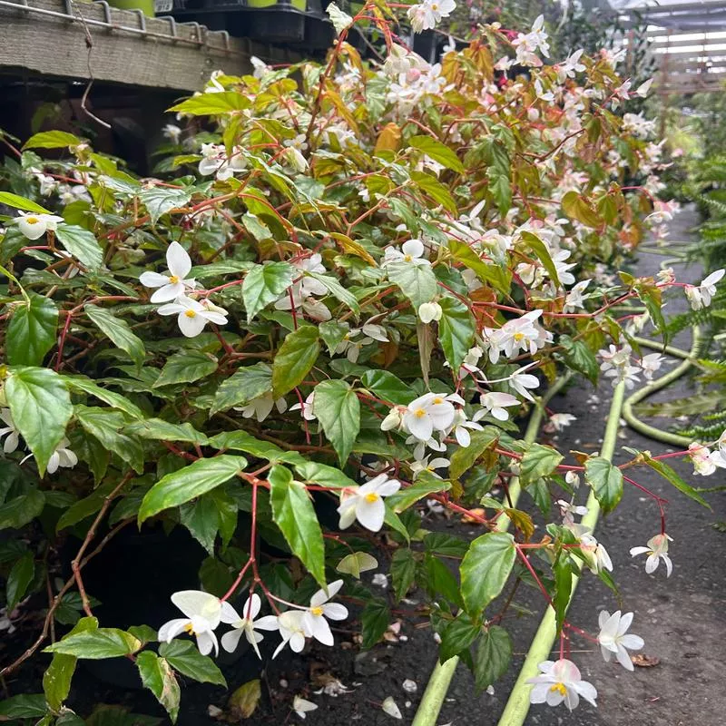begonia-acutifolia Begonia acutifolia