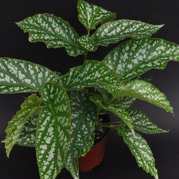 Begonia ‘Avalanche’