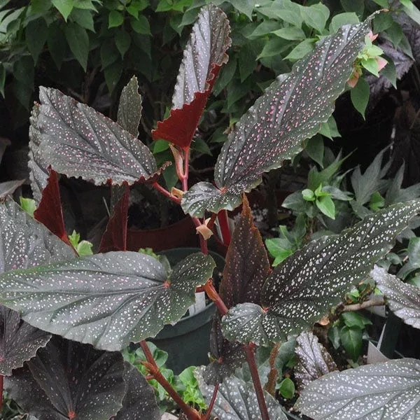 begonia-benigo Begonia ‘Benigo’