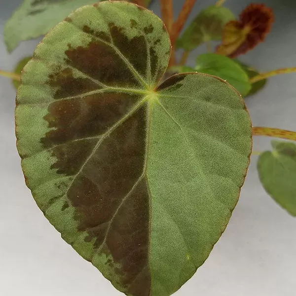 Begonia burkillii (silver edge form)