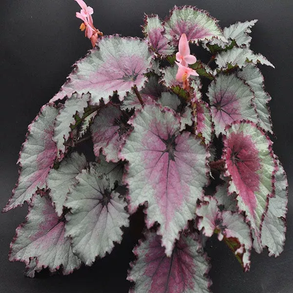 begonia-celia Begonia ‘Celia’