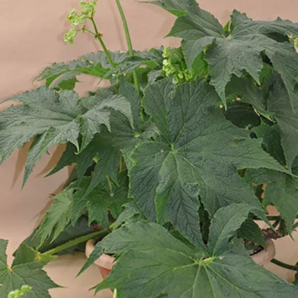 begonia-challenger Begonia ‘Challenger’