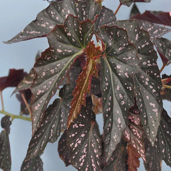 begonia-dotsy Begonia ‘Dotsy’