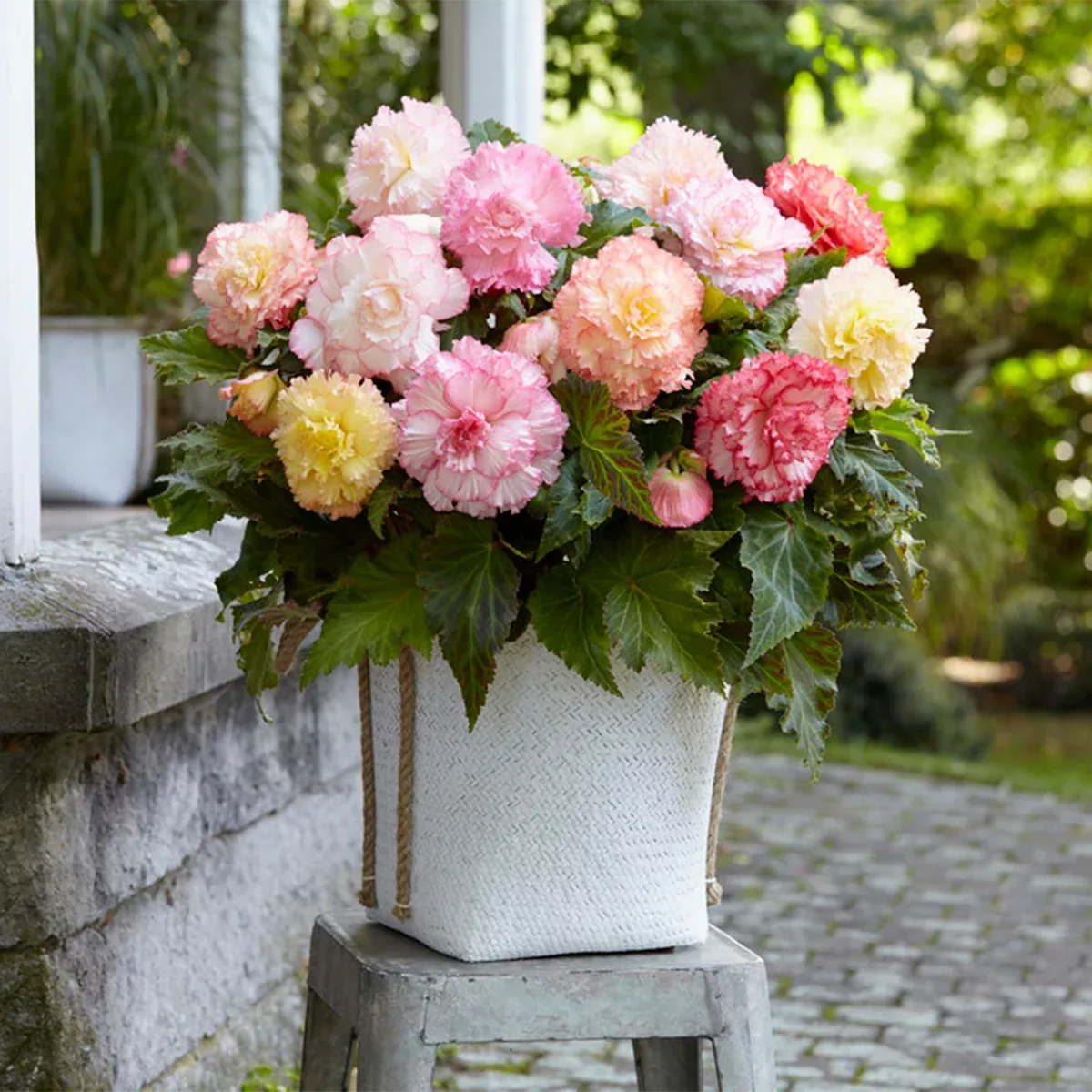 begonia-double-pastel-mix-container-variety Begonia - Double Pastel Mix - Container Variety