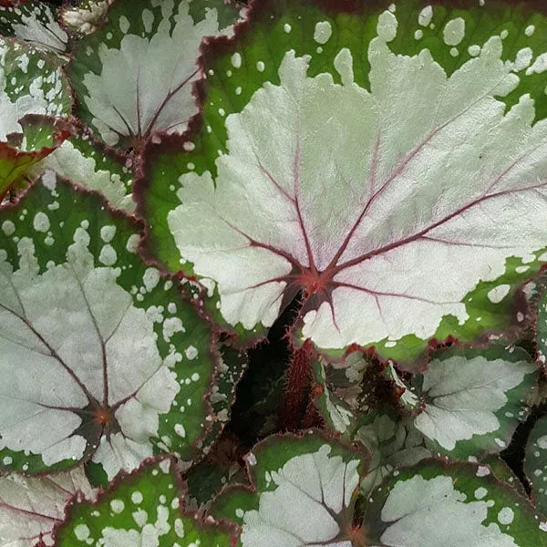 begonia-dutch-sunrise Begonia ‘Dutch Sunrise’