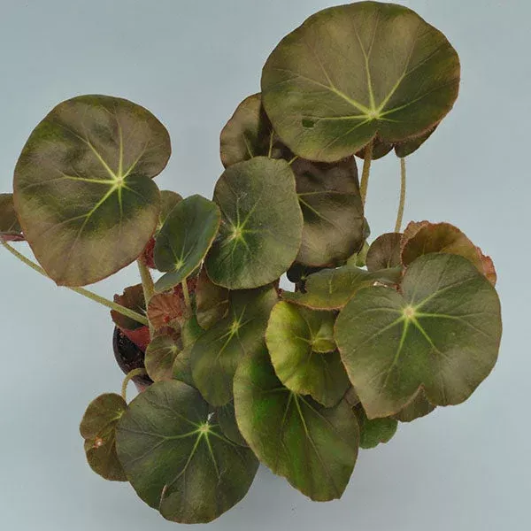 Begonia ‘Erythrophylla’ “Beef Steak”